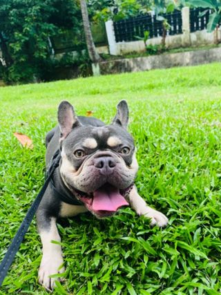 Dog Walking in Beauty world Bukit T, Bukit Timah Happy Walking