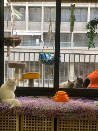 Pet Hotel Home Pet Boarding in Ahmedabad, Ahmedabad Jc_just Cats