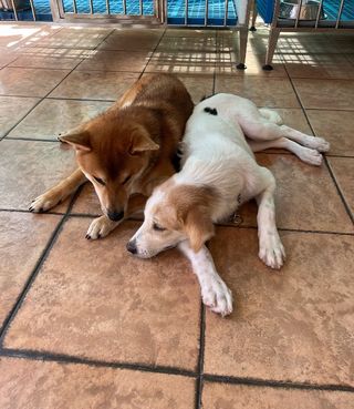 Pet Training in Jalan Puteri 83, Puchong CrossPaws Dog Training