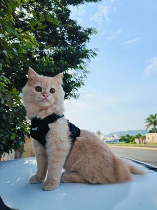 Pet Grooming Best Cat Boarding Places Near Me Pet Hotel Home Pet