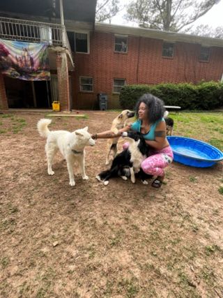 Pet Boarding in Tonawanda dr, Atlanta Tiffany's Pet Palace