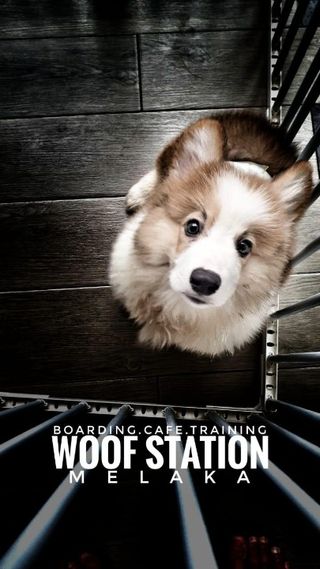 Pet Boarding The Woof Daycare Dog Days Dog Daycare Clearance