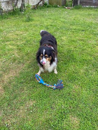 Australian Shepherd Brittany Husky Mix Australian Shepherd And