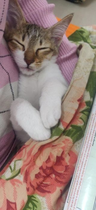 Ruchi, Pet Boarder in Bengaluru