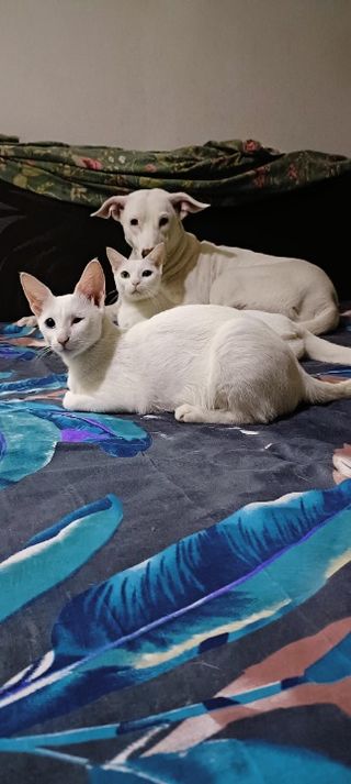 Pet Hotel Home Pet Boarding in Thane, Thane Pawsitive Attention