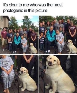 Dog, Cat Sitter in bacolod city Bacolod Pet Sitting Yowww