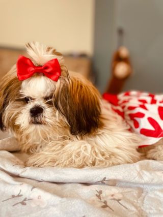 Pet Hotel Home Pet Boarding in Whitefield Banglor, Bengaluru