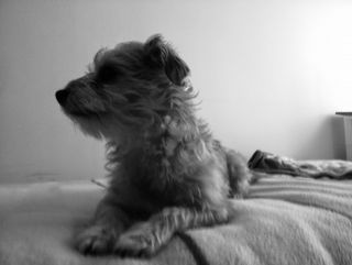 Best Seoul Comfort Walks & Pet Sitting 🐩 .....