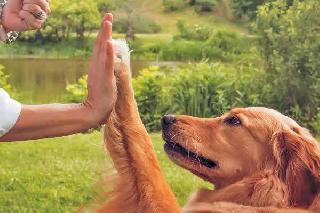 Pet Training in Goyla Village, New Delhi Dog Trainer In Delhi
