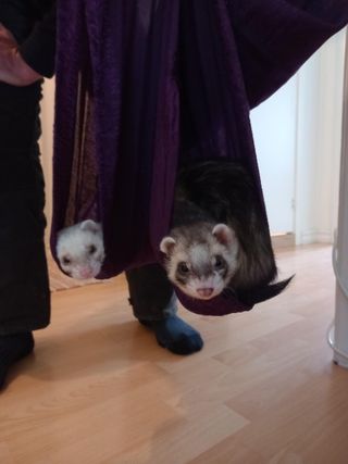 Pet Sitter in Hisingen Gothenburg Enriching Walks, Pet Sitting