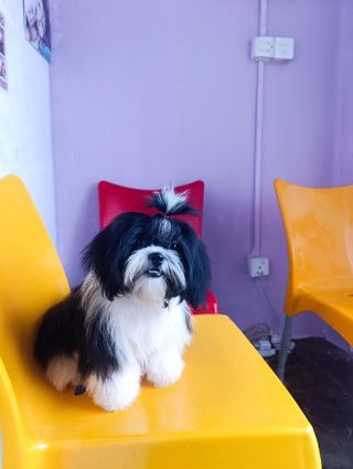 Shih Tzu Walk In Dog Grooming Near Me Pet Daycare In Chandkheda