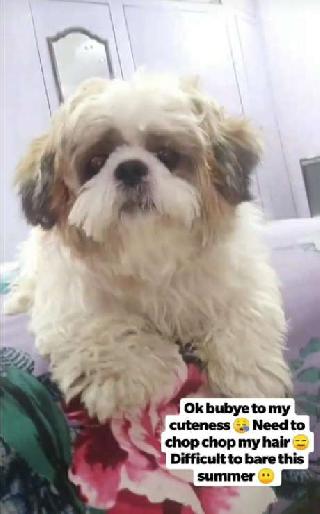 Dog Grooming in Cherlapalli, Secunderabad Pawfect Pet Salon