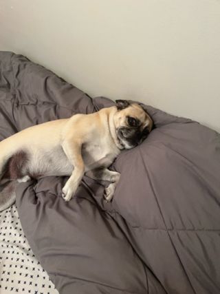 Pet Sitter in Dayton Ohio, Englewood Justine's Dog Care