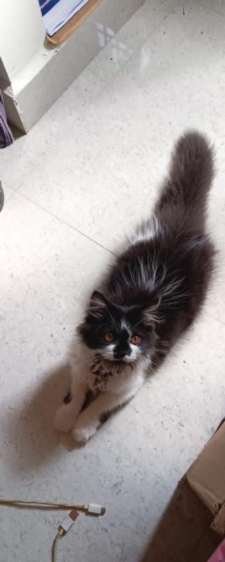 Pet Daycare in Chennai, vadapalani,, Chennai Cat Care Vadapalani