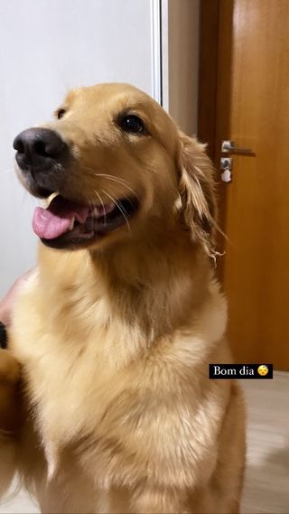 Pet Daycare in Gold Coast, Chevron Surfers Paradise Pet Lover