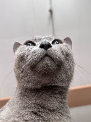 ROU, Pet Sitter in 西屯區