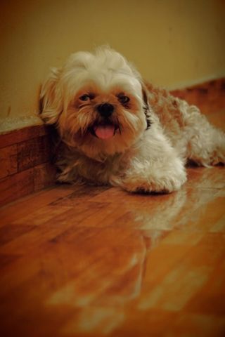 Pet Hotel Home Pet Boarding in Thiruvanmiyur, Adyar, Chennai - Main Image