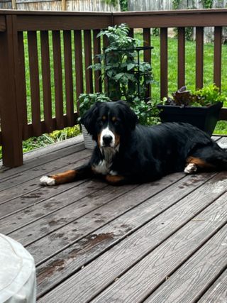 Pet Boarding in Historic Manassas Manassas Nash's Dog House