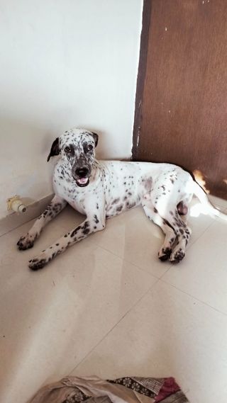 Pet Hotel Home Pet Boarding in Ulwe Navi Mumbai Navi Mumbai