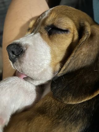 Pet Hotel Home Pet Boarding in Poblacion Maria, Santa Maria