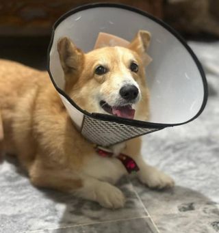 Pet Hotel Home Pet Boarding in jalan bidara Taman, Seremban Rk