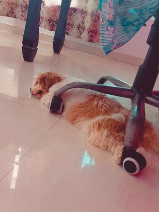 Pet Hotel Home Pet Boarding in Baner Balewadi Pimpr, Dehu Road