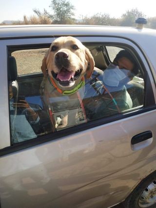 Pet Taxi Transport in Hinjewadi, baner, pc, पुणे Sameer's