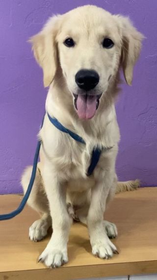 Pet Hotel Home Pet Boarding in Mysore Road, Bengaluru Bark