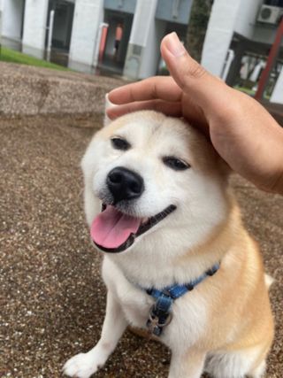 Clementi Peaks Pet Boarding PetBacker Singapore