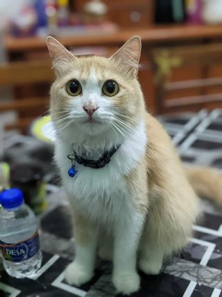 Pet Taxi Transport in Kuching, Kuching Kuching Pet Taxi Service