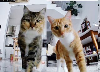 Pet Hotel Home Pet Boarding in Selangor, Petaling J, Petaling Jaya