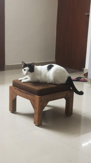 boarding facility dog boarding in dwarka