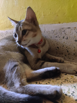 Pet Sitter in Dhaka Little Whiskers Foster Home PetBacker Dhaka