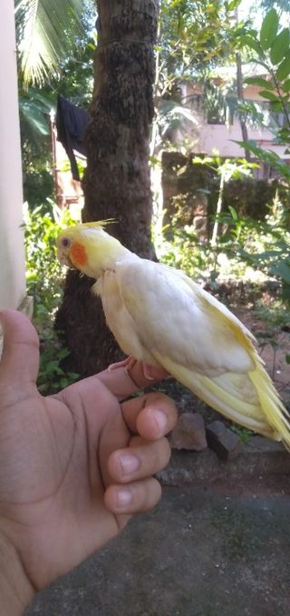 Pet Hotel Home Pet Boarding in Mankave near ***** m, Kozhikode