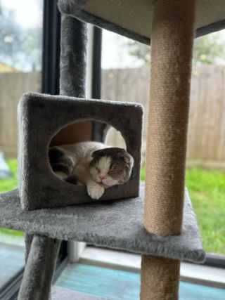 Pet Boarding in clayton, Melbourne Ka Melbourne Cat Boarding