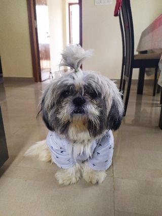 Pet Hotel Home Pet Boarding in rd cross, sapthagiri, Bengaluru