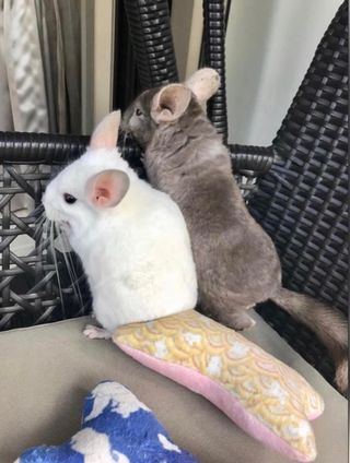 Pet Hotel Home Pet Boarding in Singapore Bukit Panjang