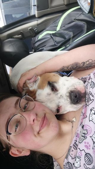 Dog Lincoln Ave Veterinary Clinic Veterinary Services Lincoln Ave