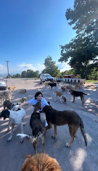 Dog Tail Skids Run Doggy Daycare Dog Walking In Preferred