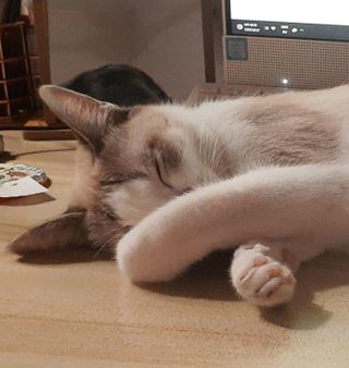 Pet Taxi Transport in Kinrara and maybe ar, Puchong Mal Taxi