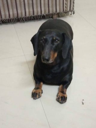 Pet Daycare in Kendrabhawan, Aligan, Lucknow Pet Care Home