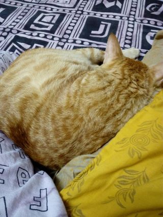 Pet Hotel Home Pet Boarding in Karapakkam behind sa, Chennai