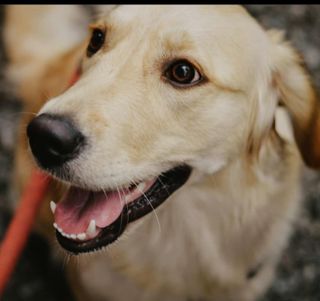 Karnataka Veterinary Clinics Close To My Location Pet Daycare In