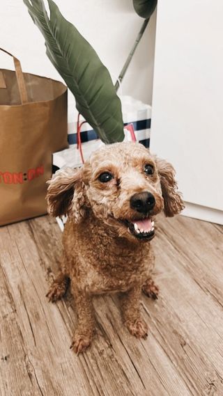 Melissa, Pet Boarder in Subang Jaya