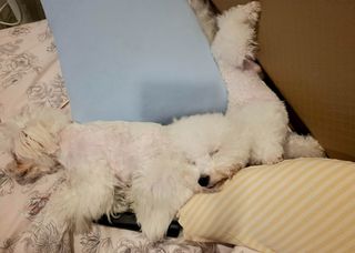 Jenny, Pet Boarder in 新店區