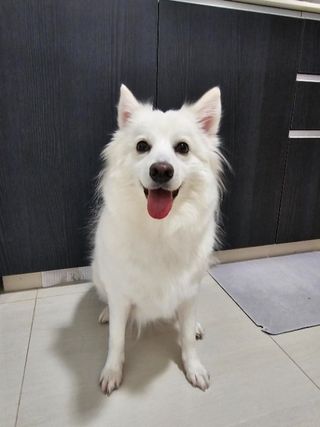 Pet Daycare in Geylang, aljunied, p, Suites 28 Wendy's Geylang