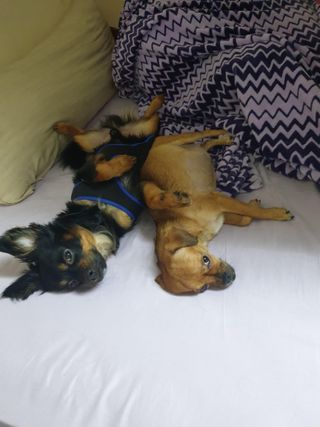 Pet Taxi Transport in Al ain, Al Ain Lara Pet Taxi PetBacker