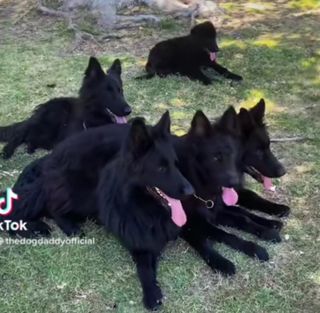 Pet Hotel Home Pet Boarding in JALAN CUMARASAMI, JA, Kuala Lumpur