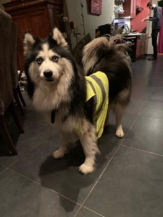 top rated dog boarding