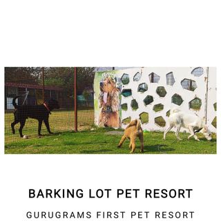 Pet Daycare in Gurgaon, gurugram, D, Gurugram Day Care Barking